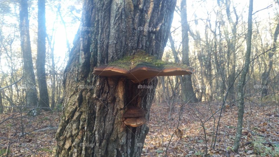 wilderness
nature
fall
forest
trees