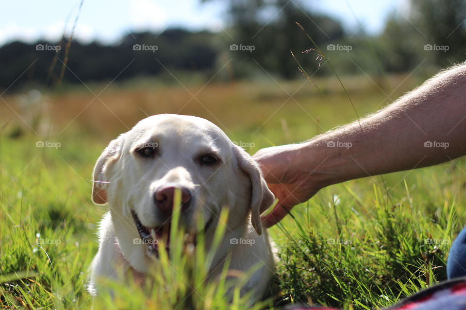 Grass, Nature, Dog, Outdoors, Animal