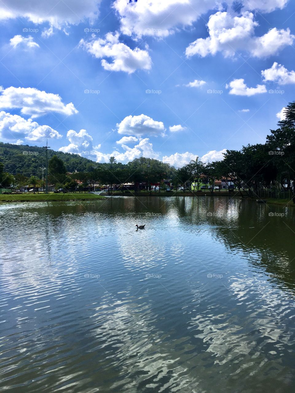 🇧🇷 Parque da Cidade em Itupeva (Brasil), com um patinho nadando tranquilamente... e o reflexo do céu na água?

🇺🇸 Cidade Park  in Itupeva City (Brazil), with a duckling swimming peacefully ... and the reflection of the sky in the water?