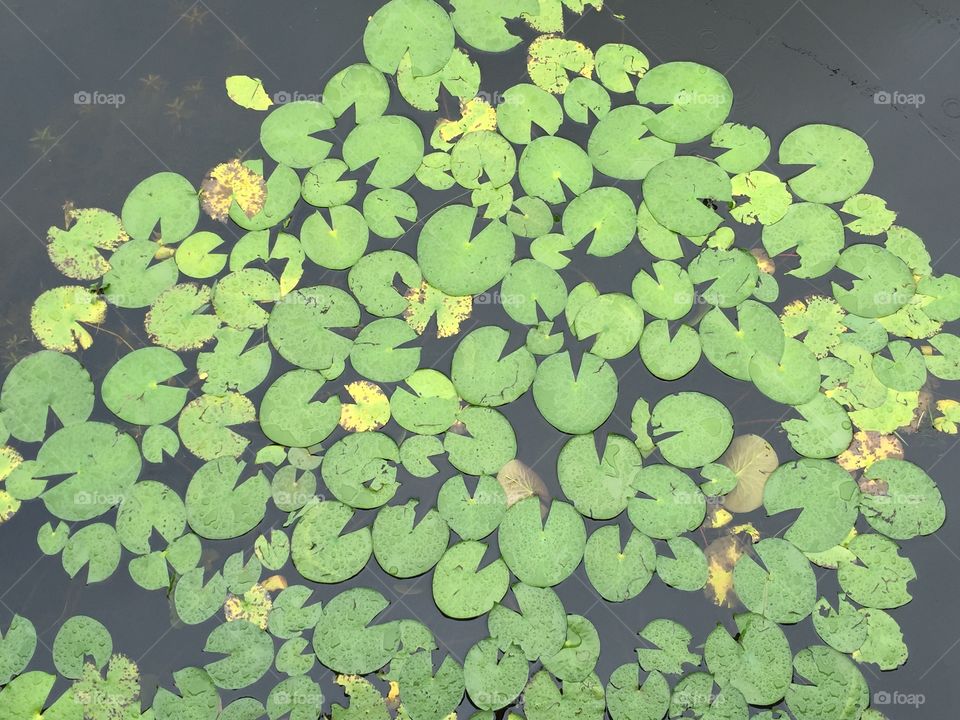 Lily pads in the water