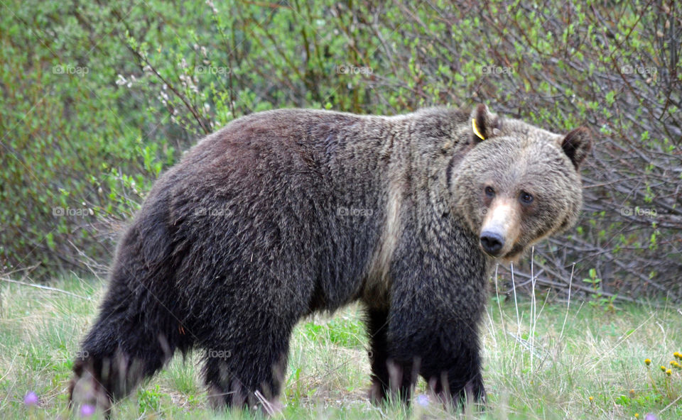 Grizzly bear in Banff National park