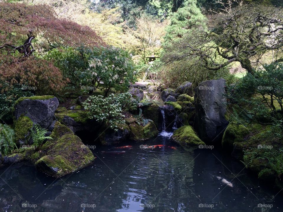 Koi pond at the Japanese gardens. 