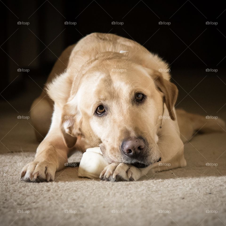 Portrait of lying down dog