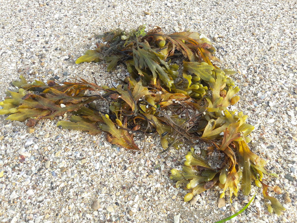 Seaweed