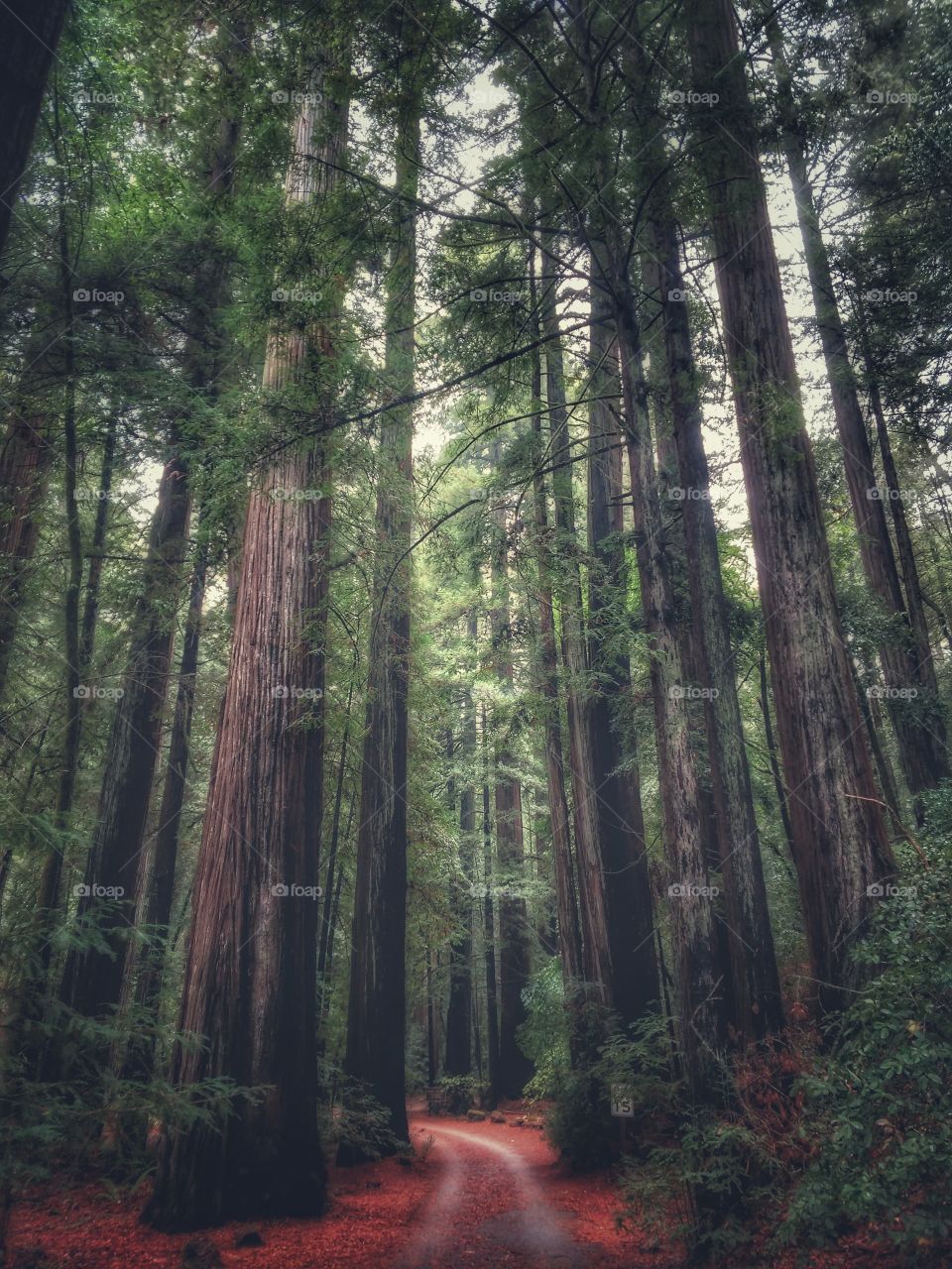 Fall in the Redwood Forest