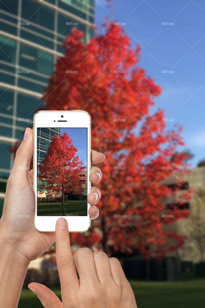 Using my mobile device to take a photograph of a colorful tree with its leaves changing colors in Autumn. 