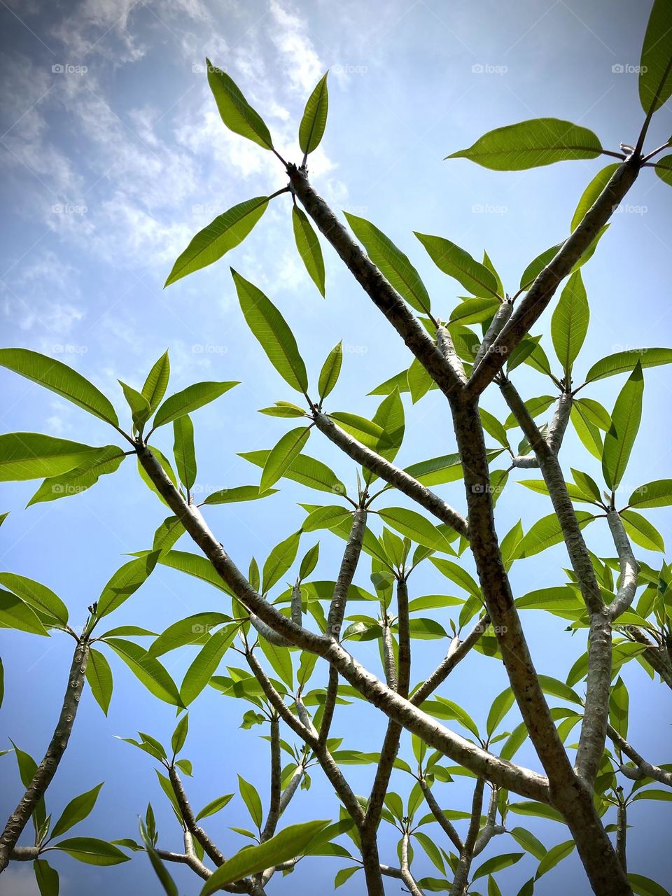 green tree under the sun