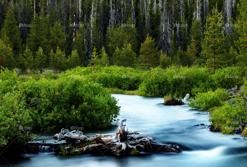 A high mountain creek flows through the forest with a log in its path as the light fades in the evening on a summer day. 