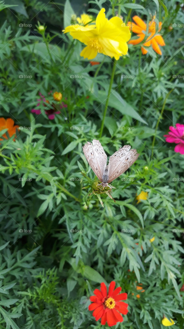 butterfly