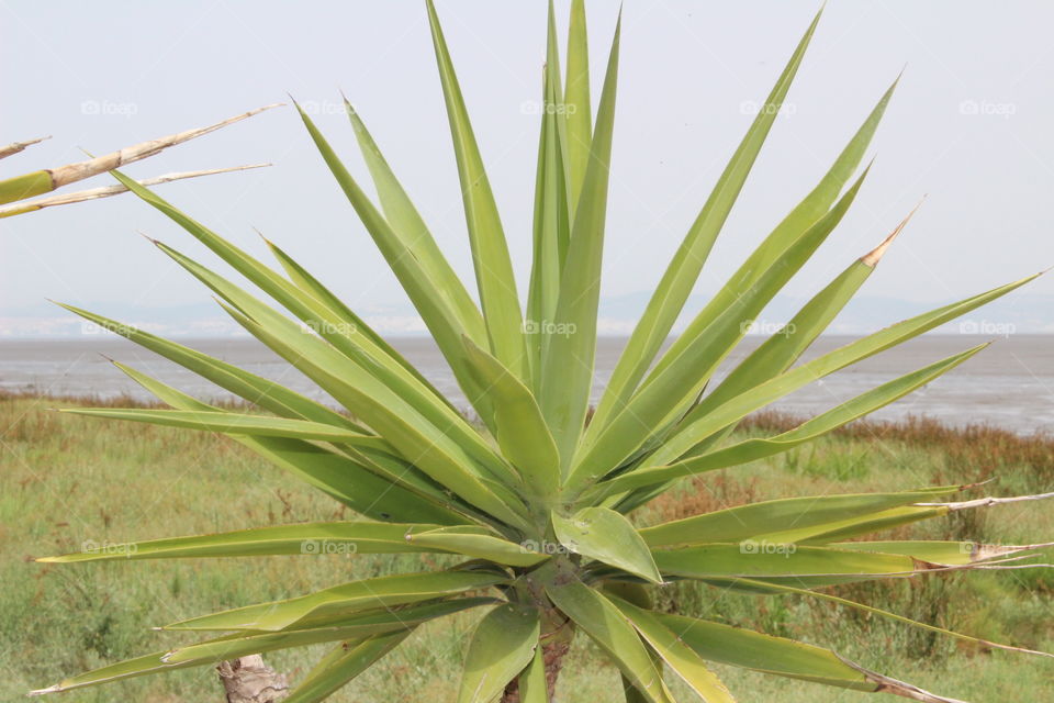 Flores, cactus, nature and wildlife 