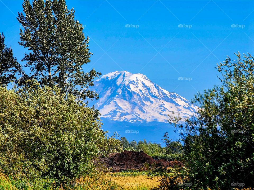 Mount Rainier appears in the distance through a break in the treeline near Seattle Washington