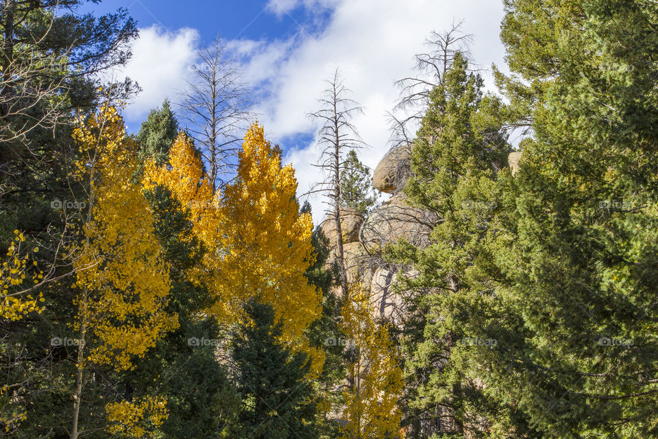 Forest in the fall