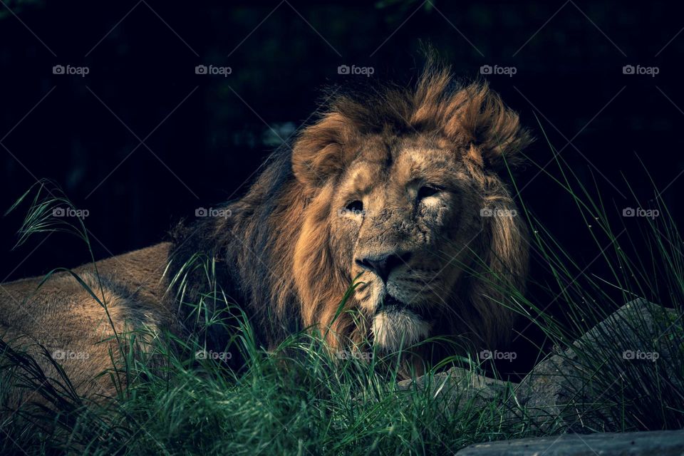 A portrait of a fierce majestic lion lying in the grass on a hill looking around. the predator is looking for some prey or just resting.