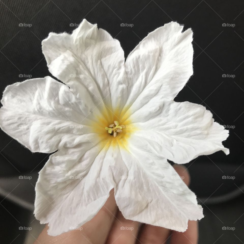 Beach flower in Corpus Christi 