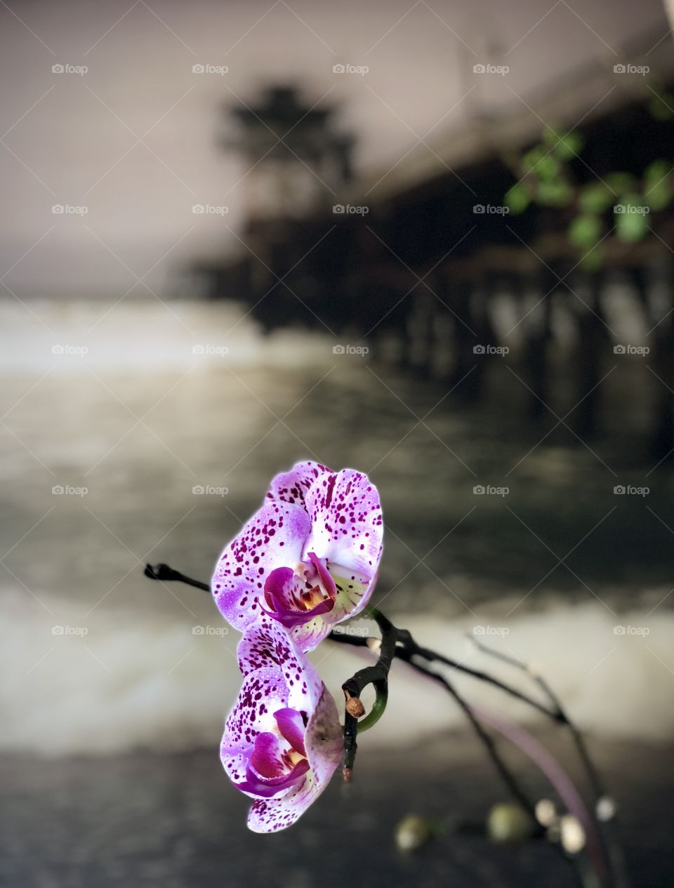 Orchids on the Pier! San Clemente, California 