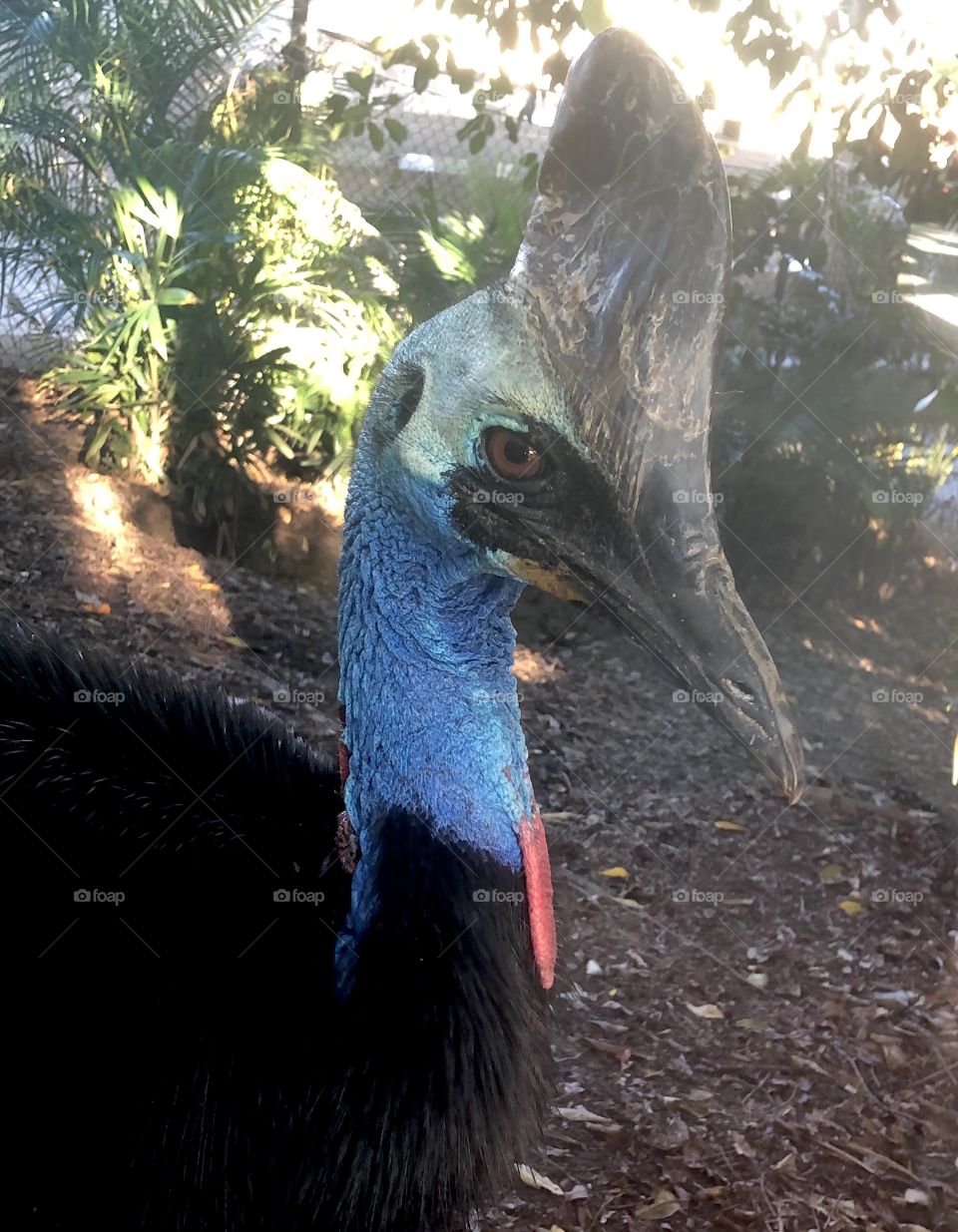 Cassowary 