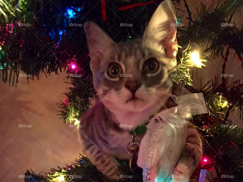 Christmas Tree Kitty