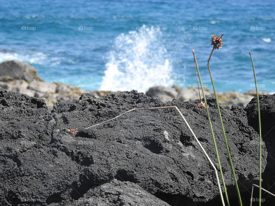 only wish that the little plant would be still alive and well