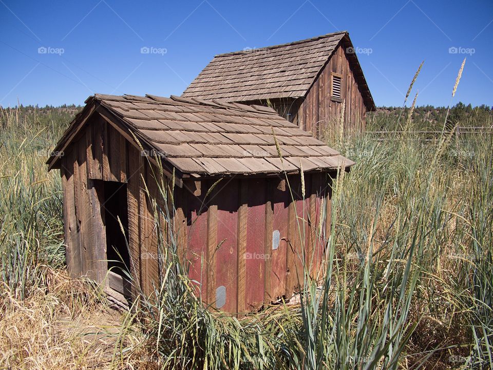 Two staggered farm buildings in the tall grasses of a field in Central Oregon on a sunny summer day. 