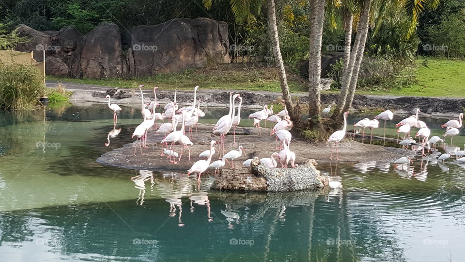 A flamboyance of flamingos relax by the water at Animal Kingdom at the Walt Disney World Resort in Orlando, Florida.
