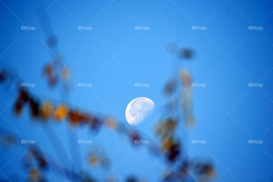 Autumn Moon