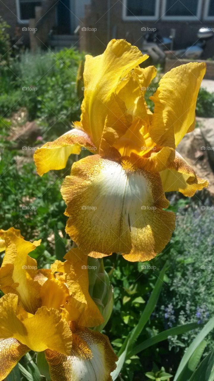 Iris