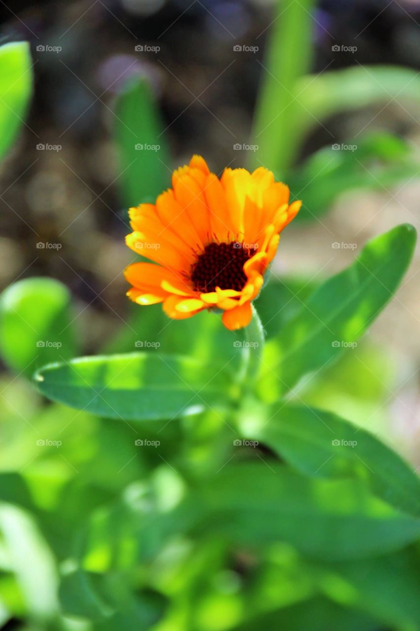 Orange Marigold