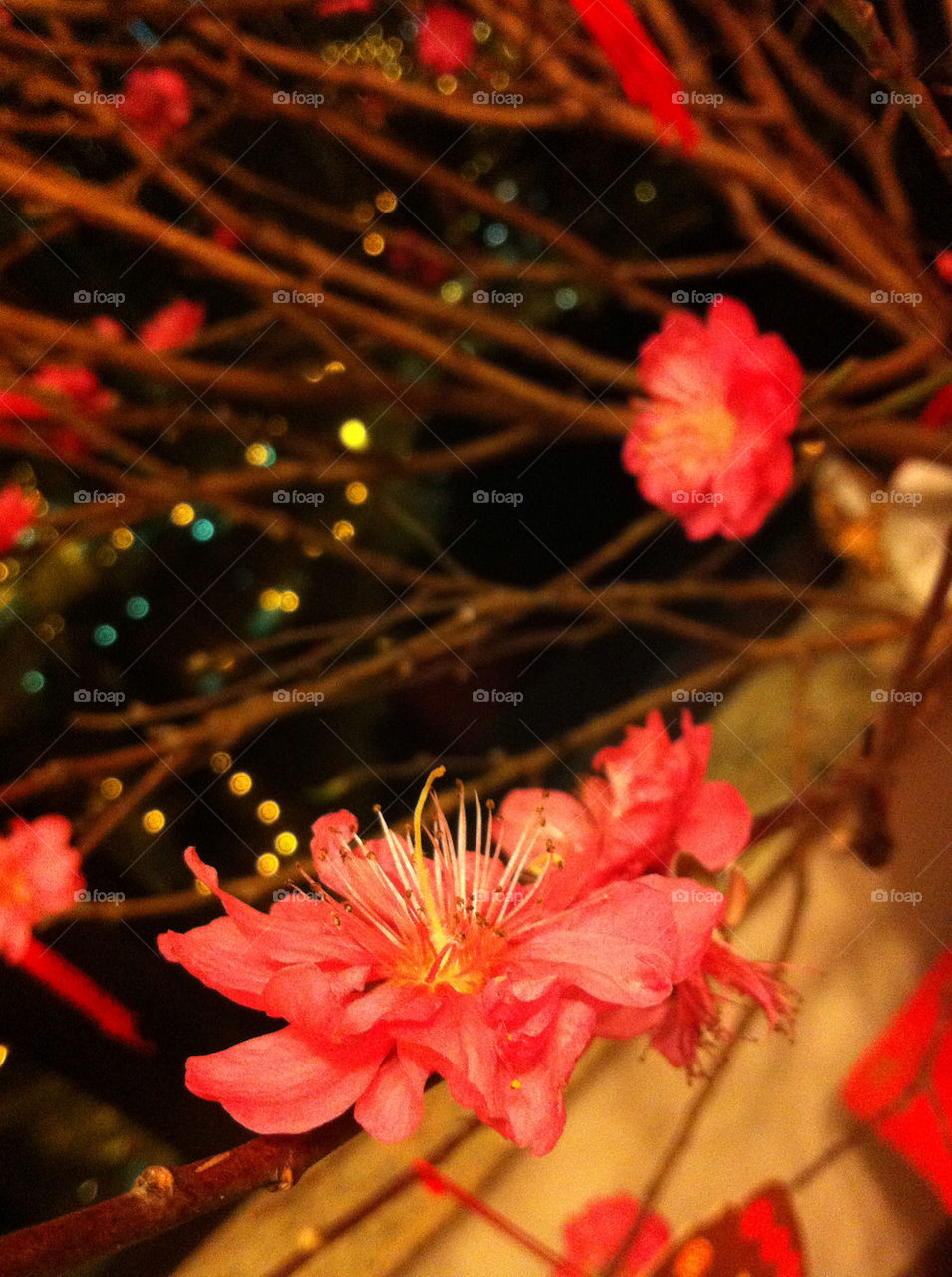 pink flower chinese sakura by gingana