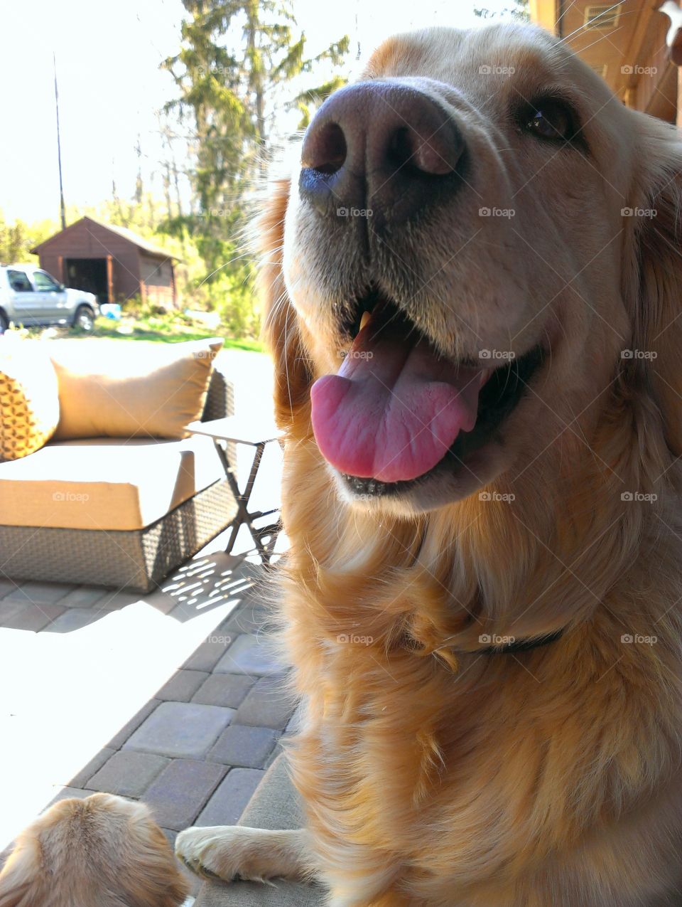 Close-up of dog with it's mouth open