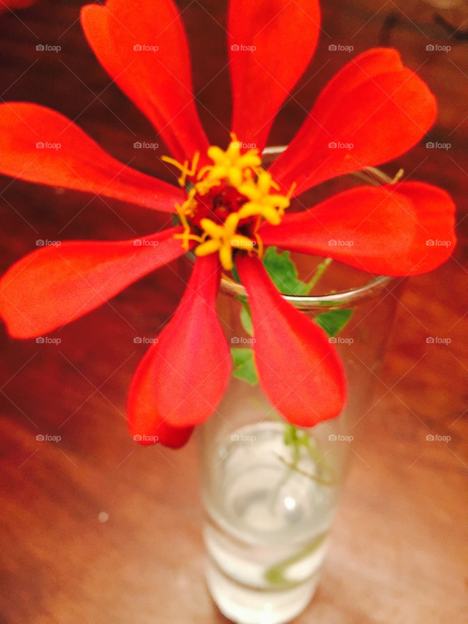 Red flower in a clear vase. 
