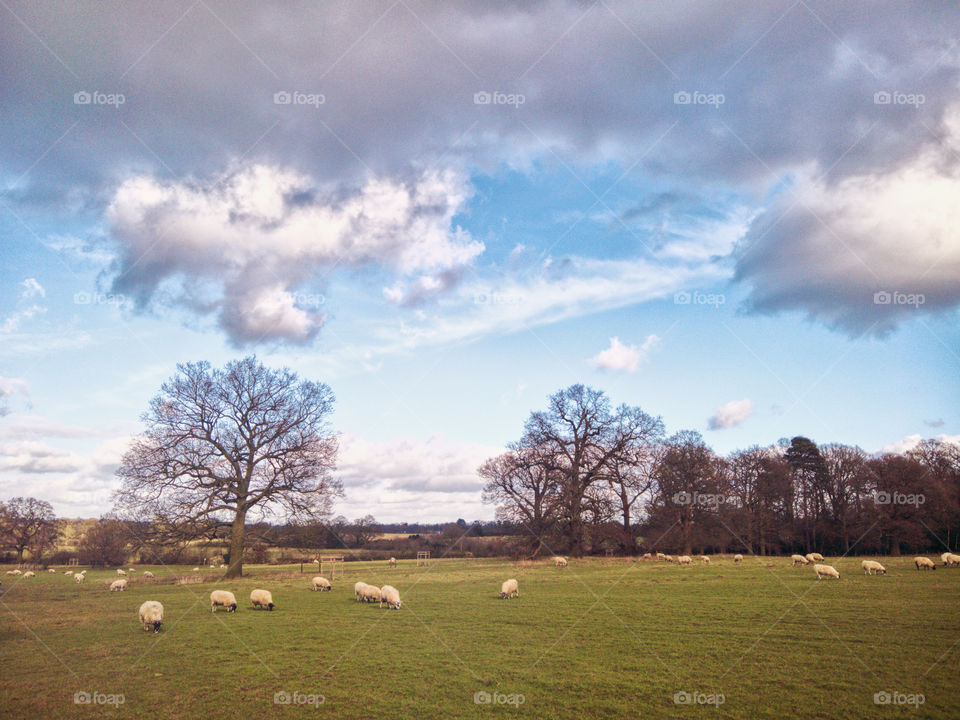 Field sheep