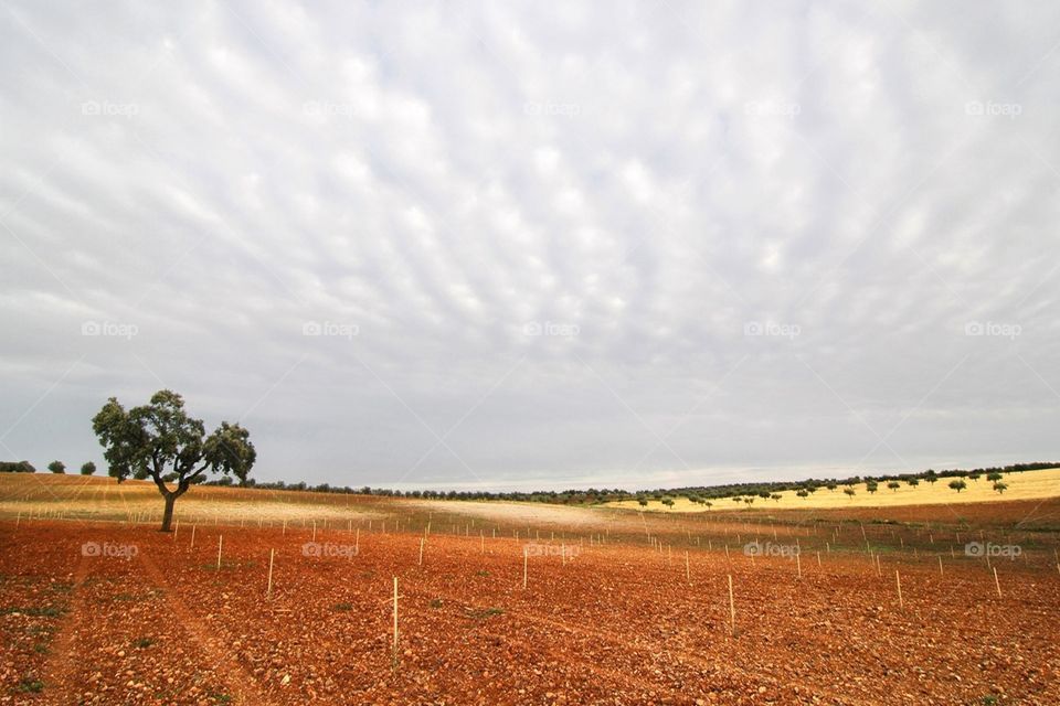 Dry Crops 2018, Alandroal, Portugal