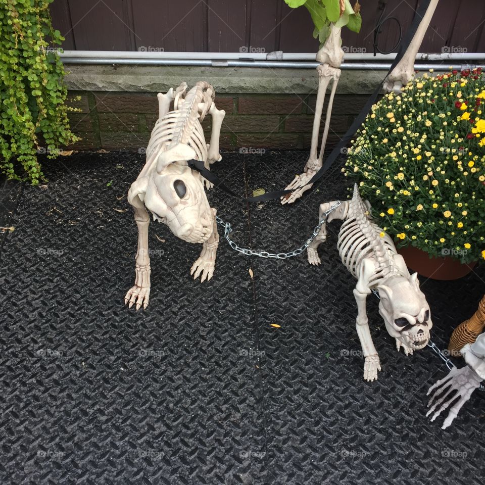 Mammal, No Person, Dog, Animal, Canine