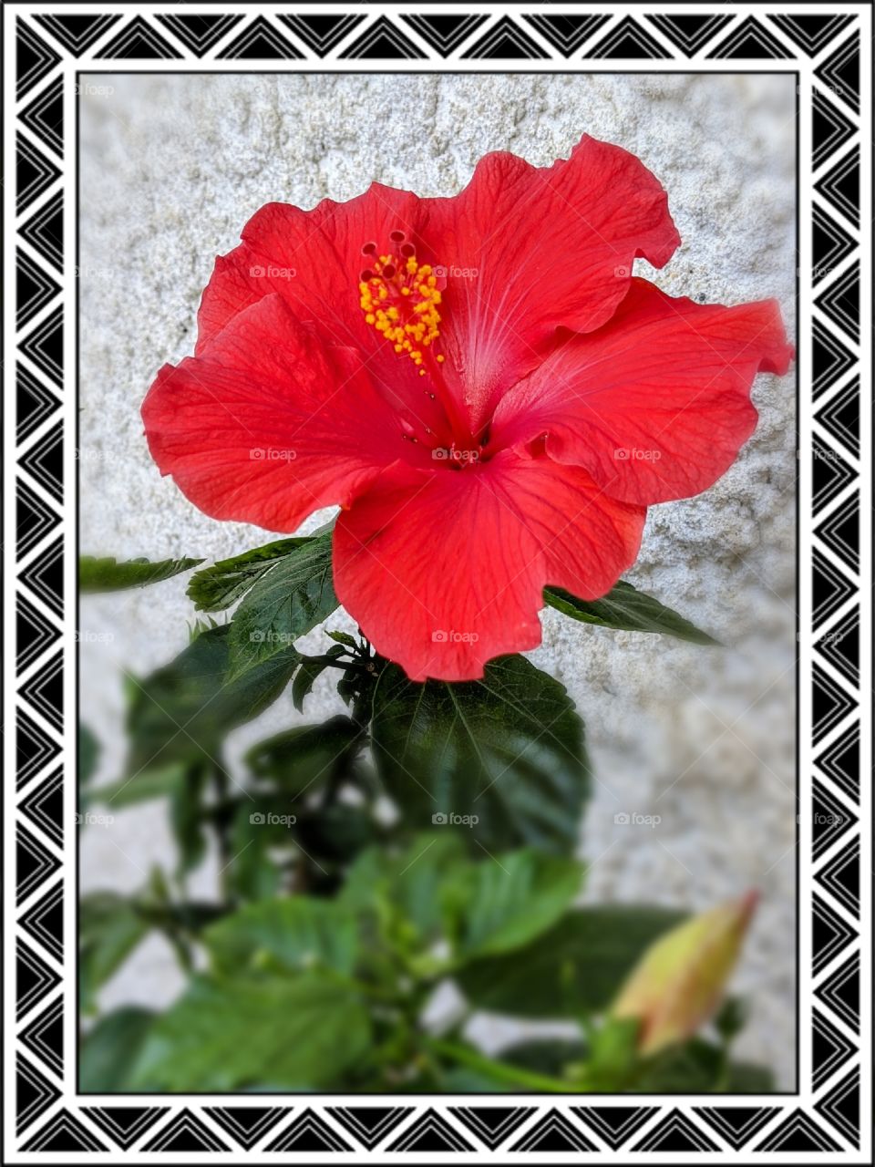 Red Hibiscus