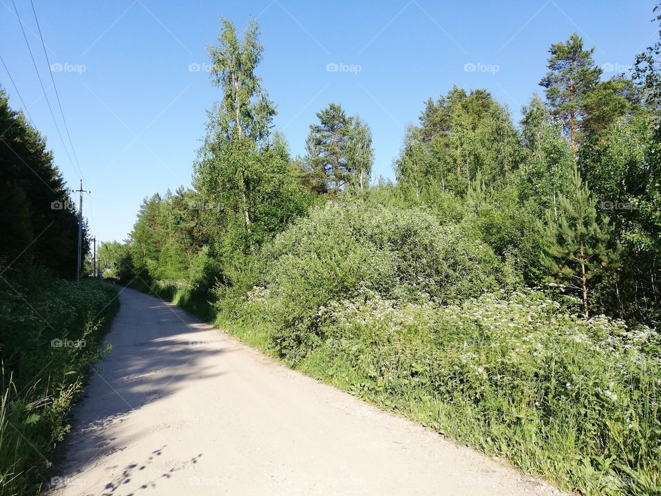 Summer nature and road in the forest Ivanovo Russia