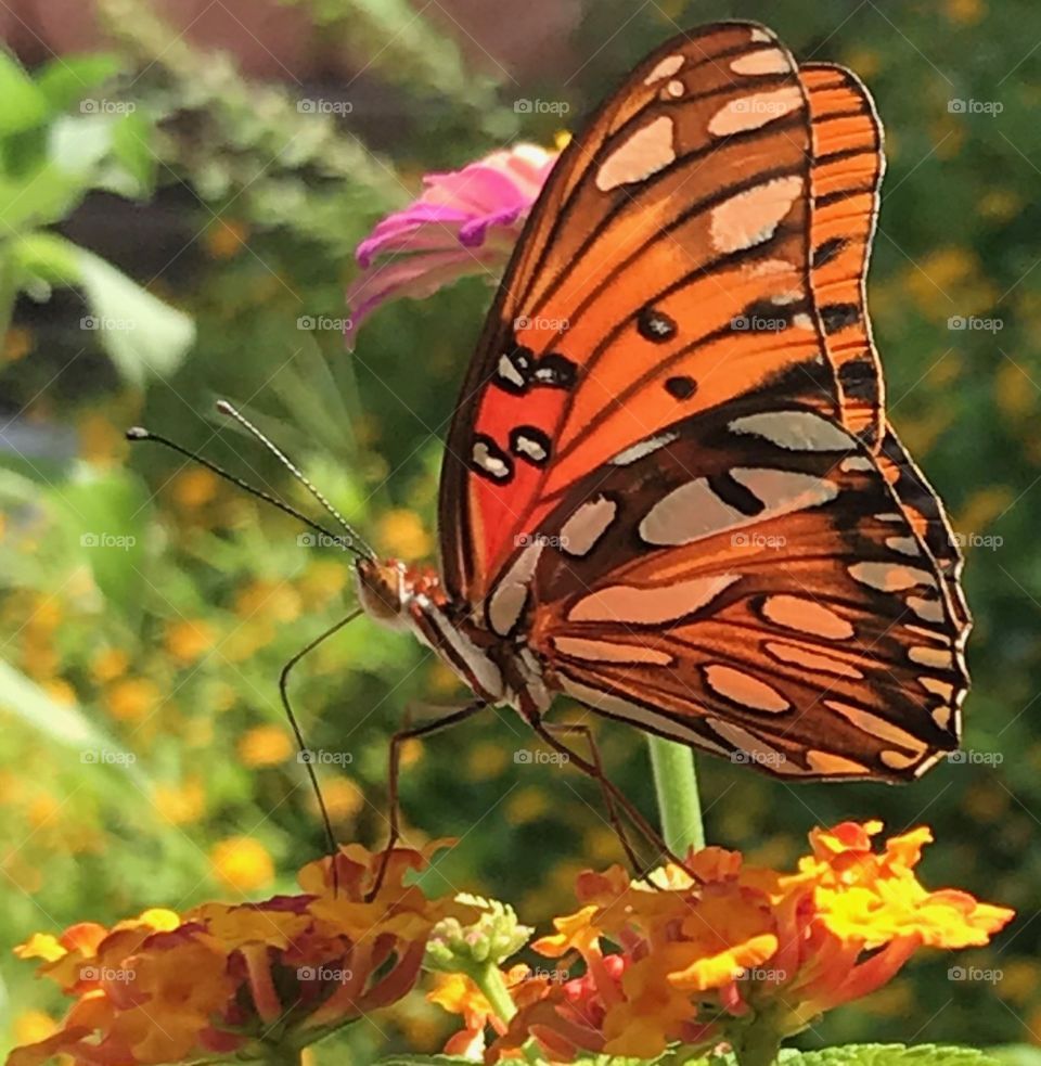 Beautiful Butterfly Getting Sip of Nectar