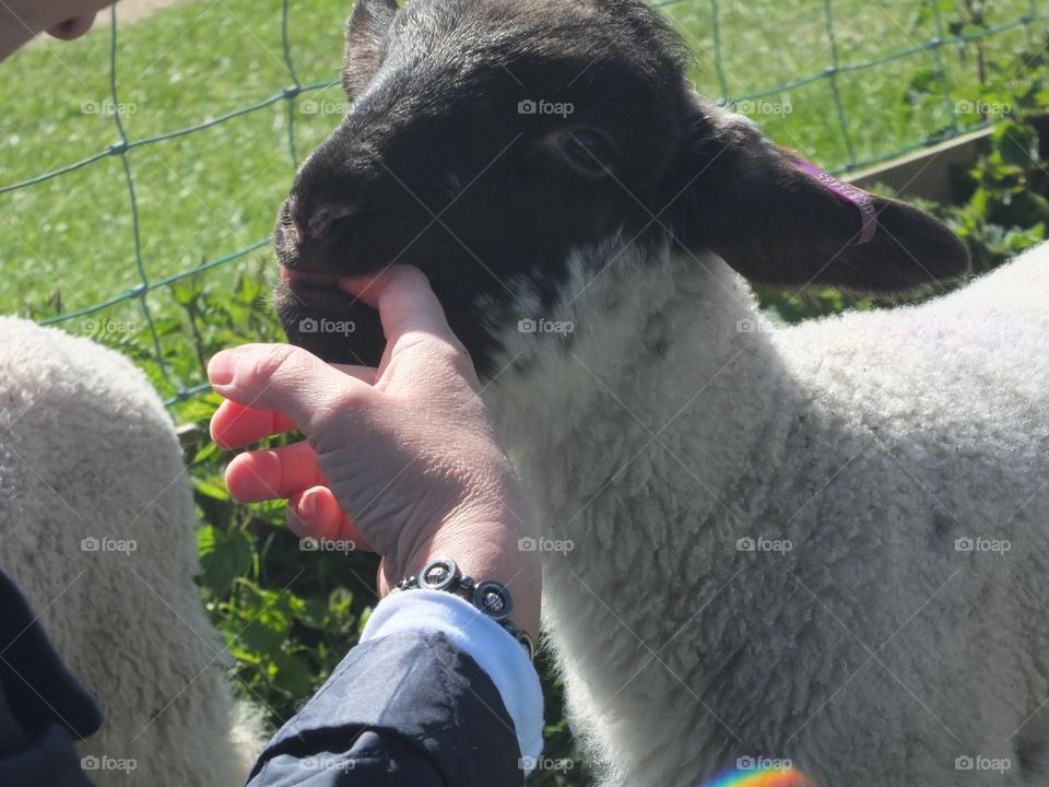 Hungry lamb 