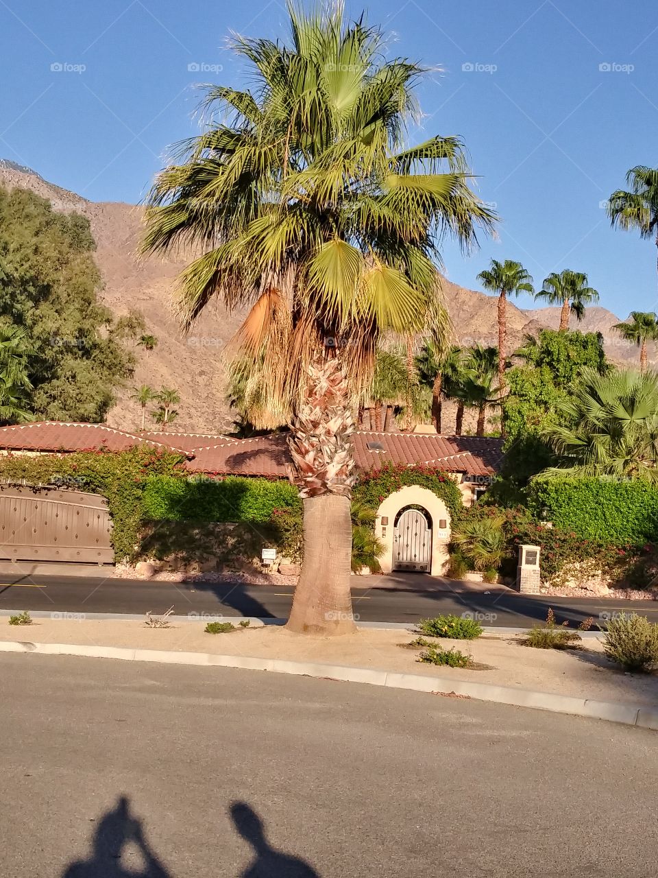 palm Tree