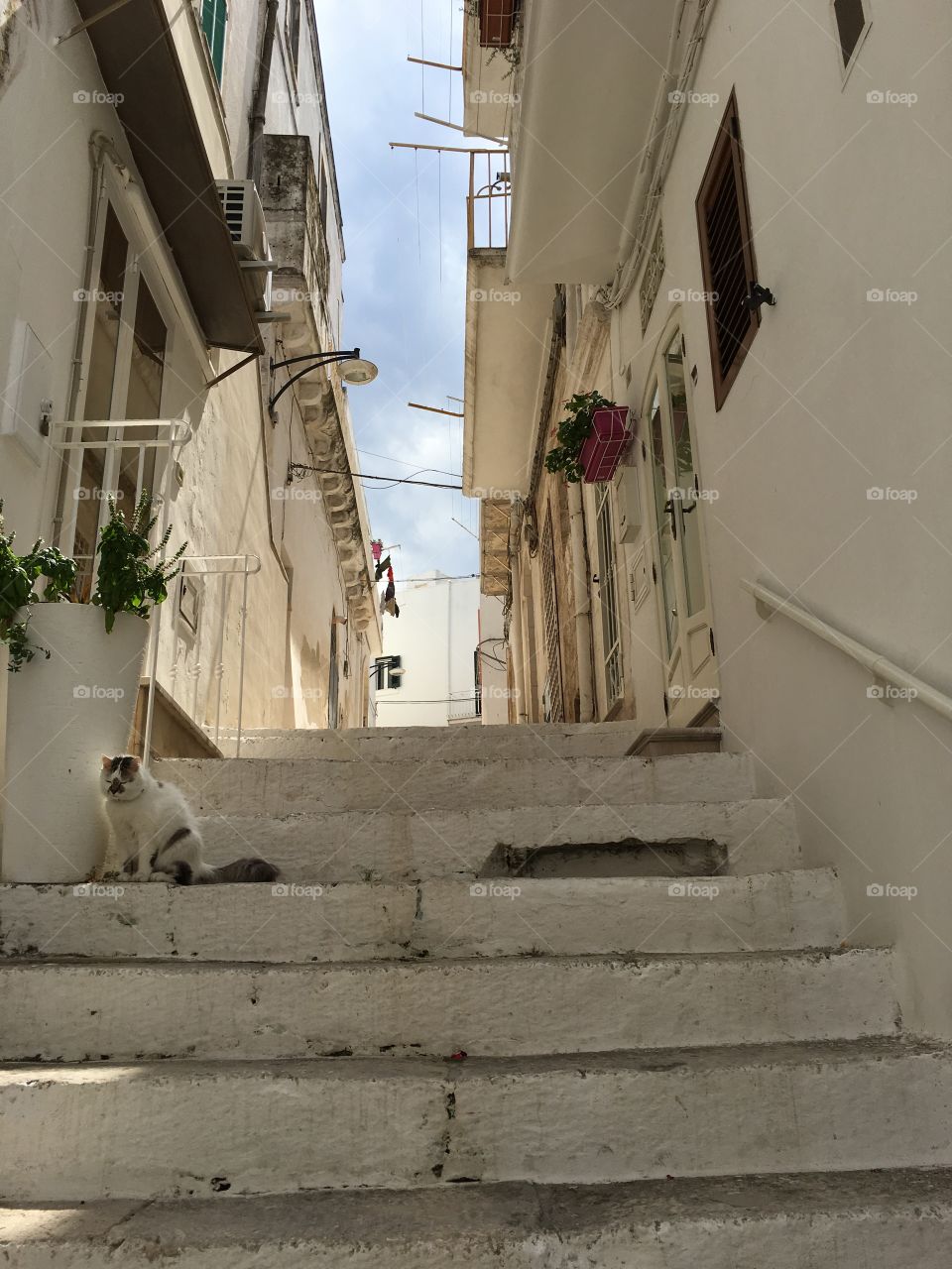 Ostuni,  the white town, street view with a cat, Puglia, Italy