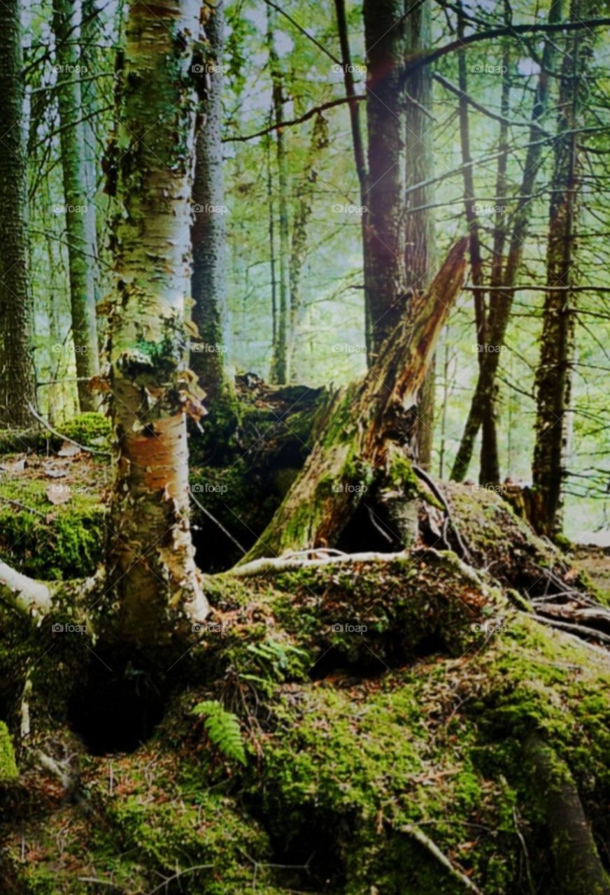 a quite walk in the forest