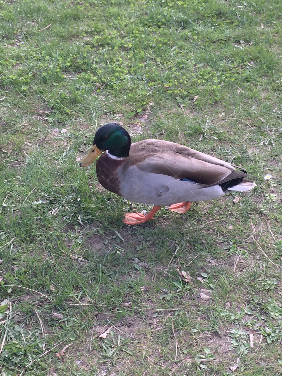 Duck 