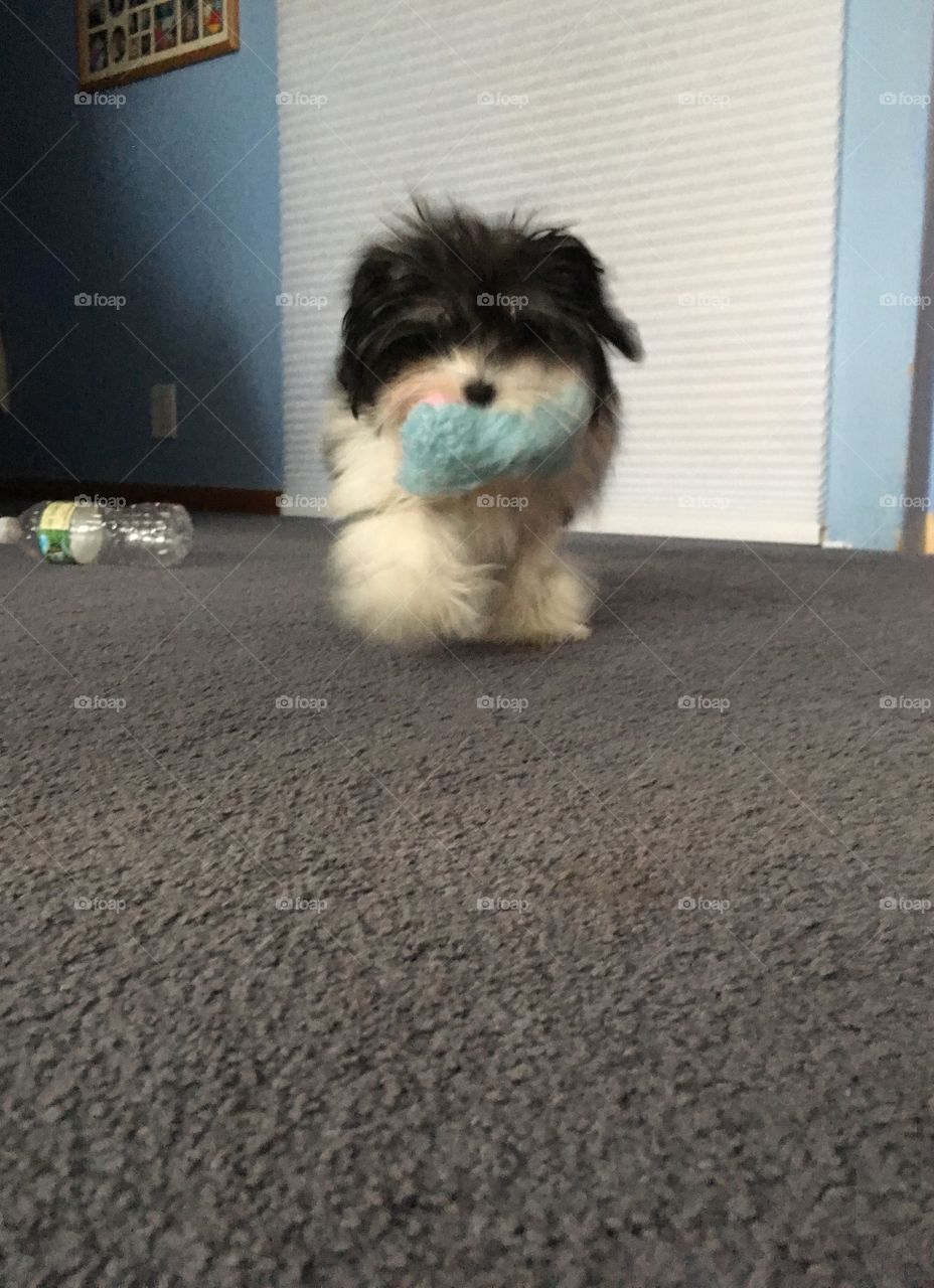 A portrait of a small puppy coming towards the camera, carrying a blue toy in her mouth 
