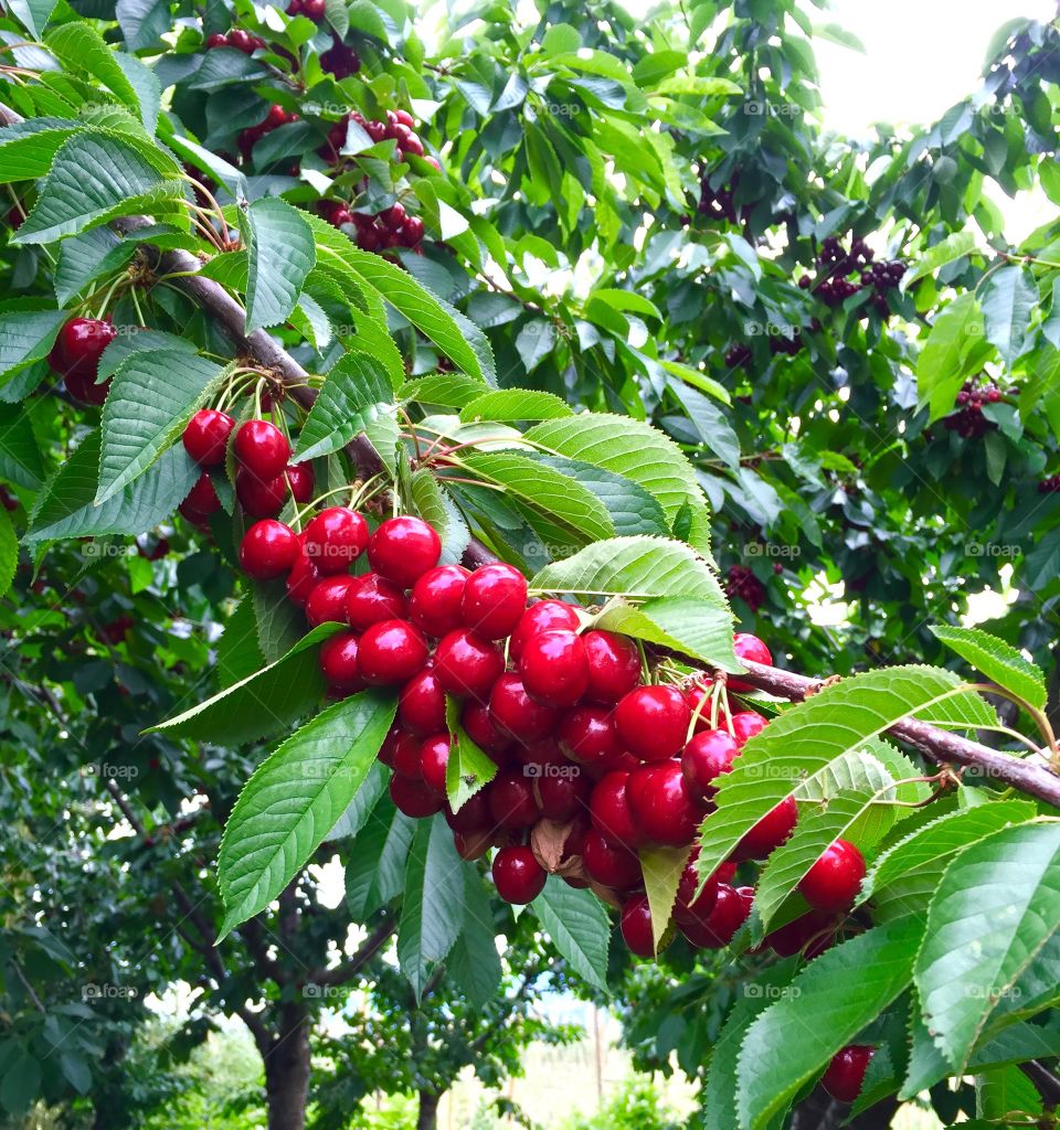 Yummy cherries, Kelowna,BC