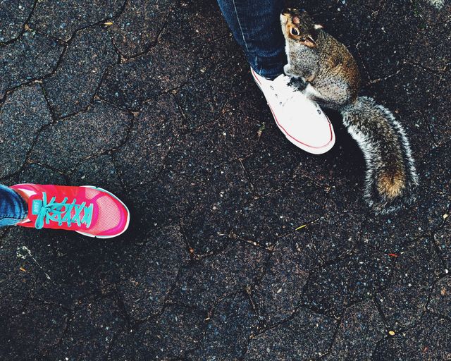 Chipmunks