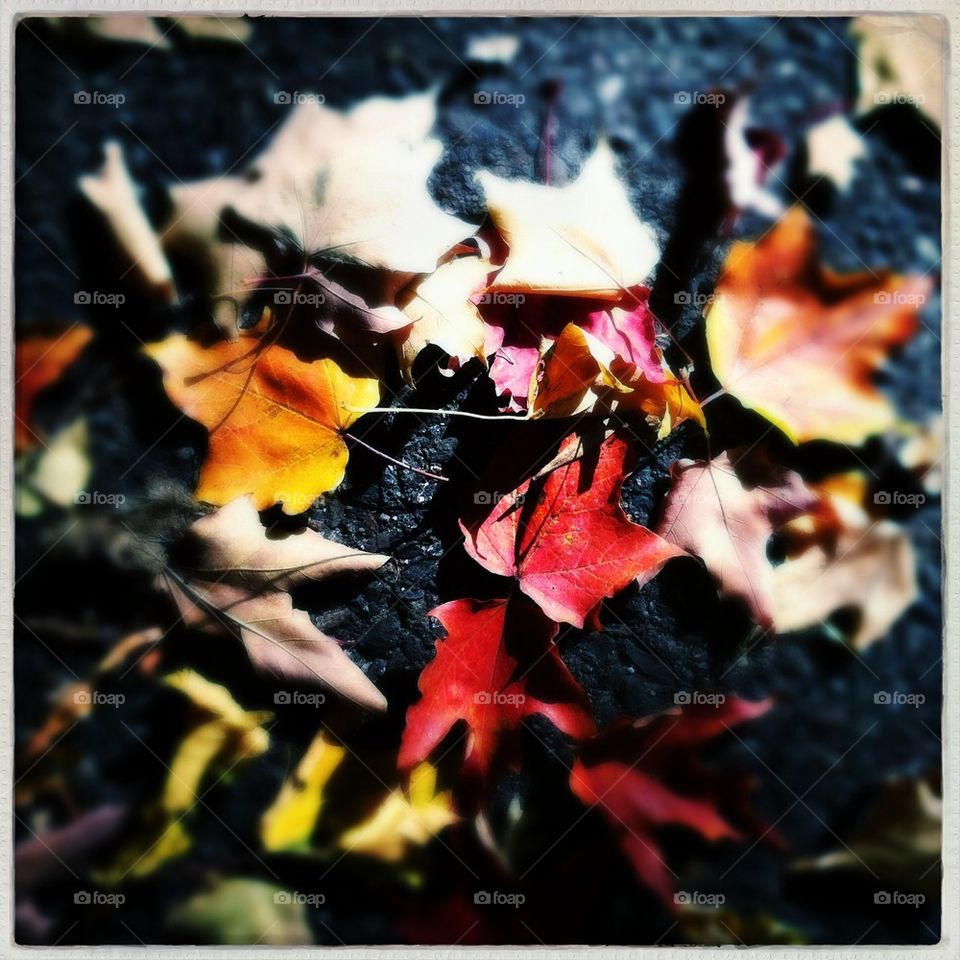Vibrant fall leaves.