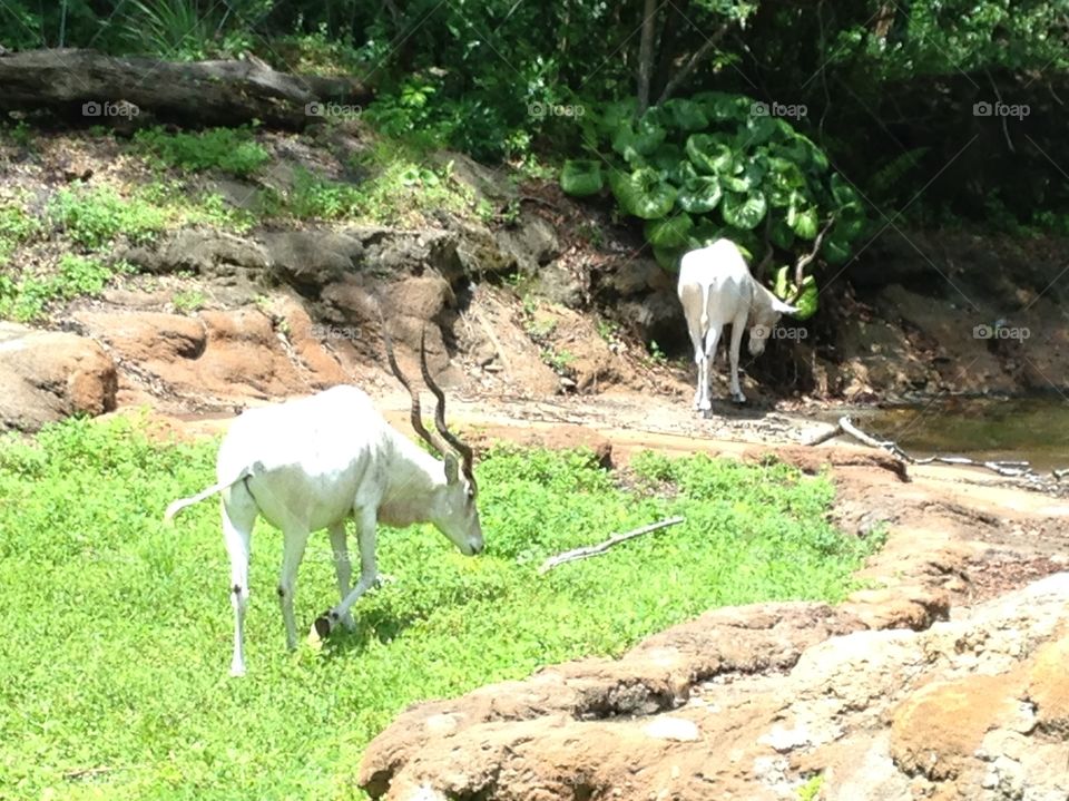 Disney Animal Kingdom