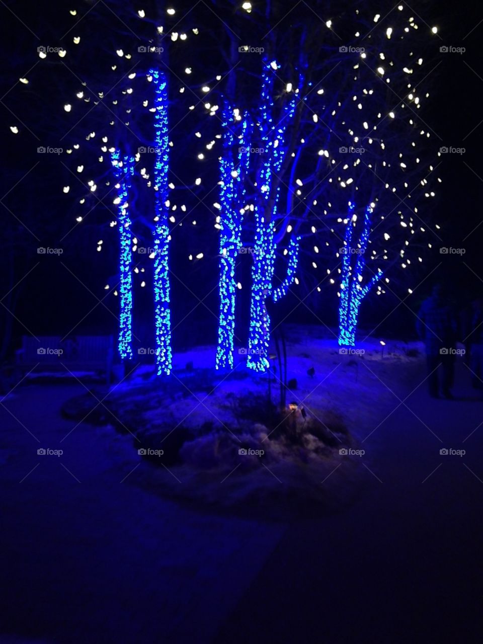 Beautiful lighted up trees in the snow