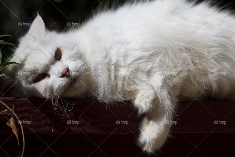 Persian Cat sunbaking 