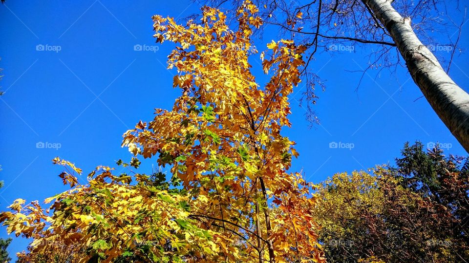 Fall, Leaf, Tree, Wood, Nature