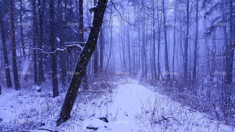 Blizzard in the forest.